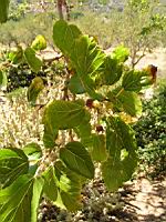 Murier blanc (en Corse) (Photo F. Mrugala) (2)